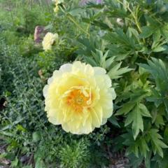 Lori Vogtmann-Westphal