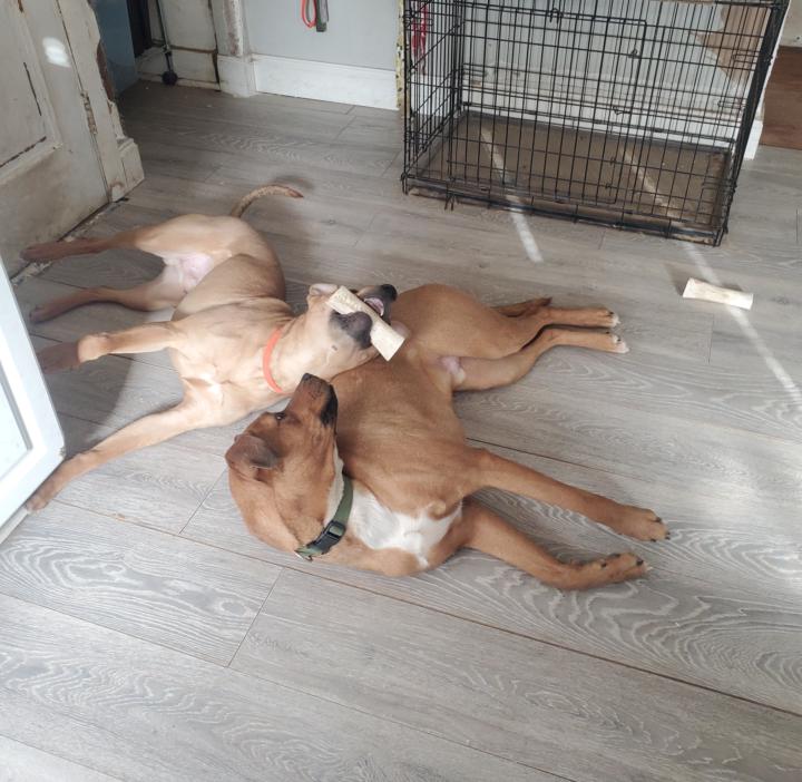 Sunday Funday: Animal House 😂