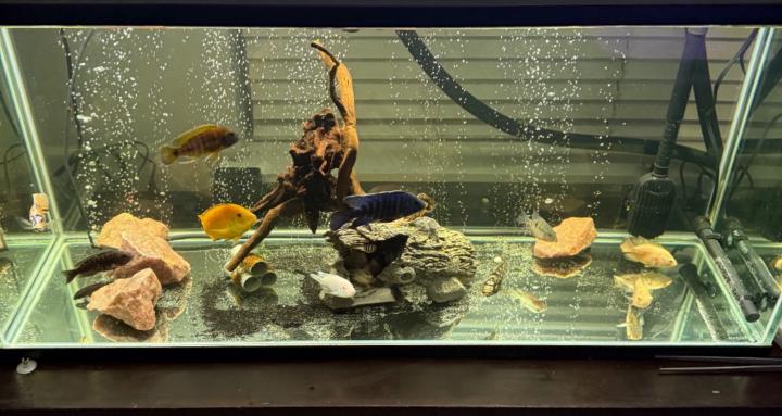 All things fish aquariums
