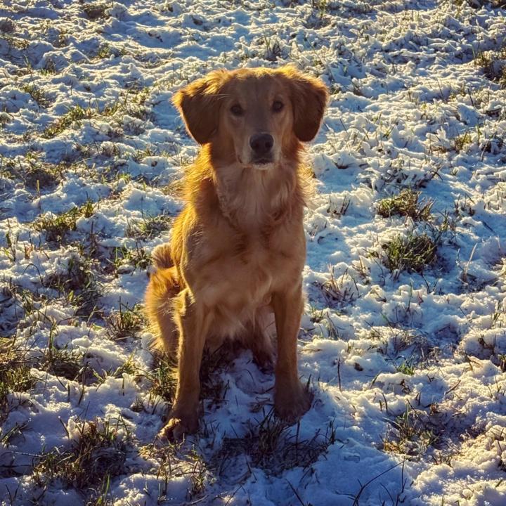 Marianne Elise Methi