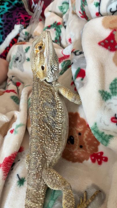Toothless the Bearded Dragon