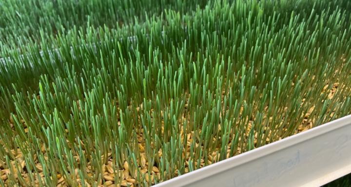 Fresh Fodder Forage Sprouted