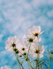 Vijaya lakshmi Vujjini