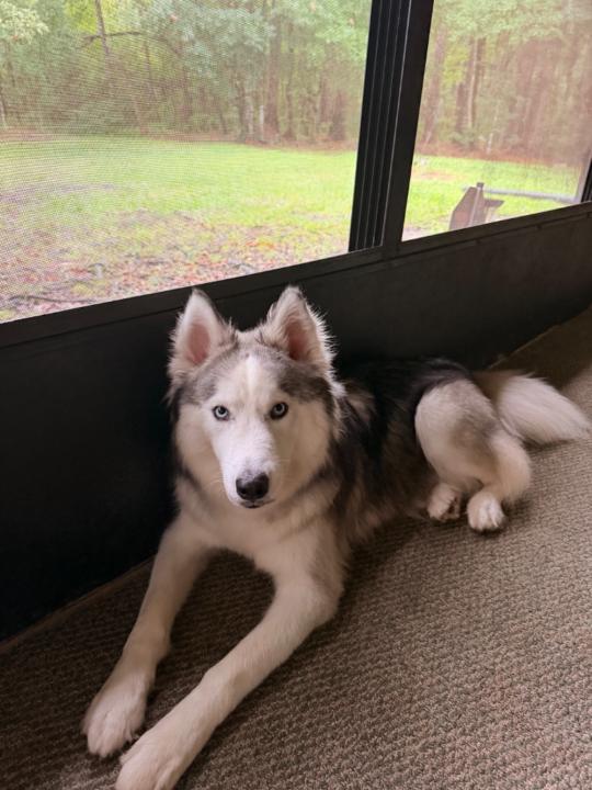 Kat Husky