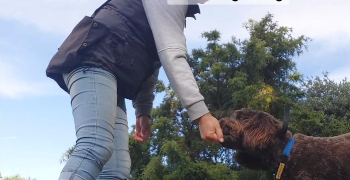 TEACHING YOUR DOG TO FOLLOW A FOOD LURE