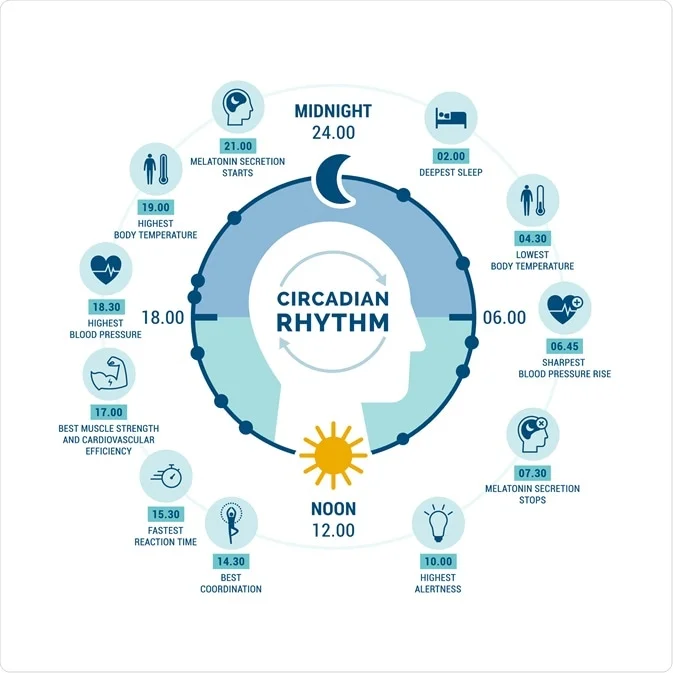 Circadian Rhythm