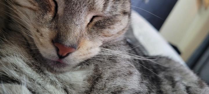 Muhammad Uwais Buksh