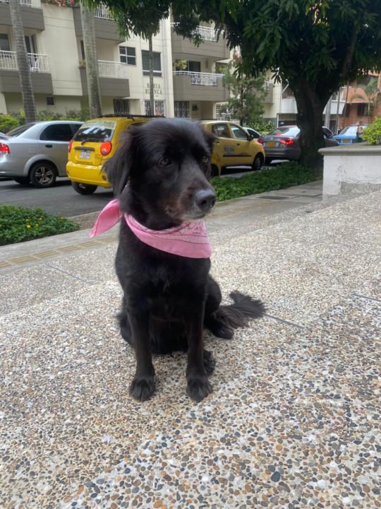 Rodolfo Arroyave