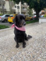 Rodolfo Arroyave