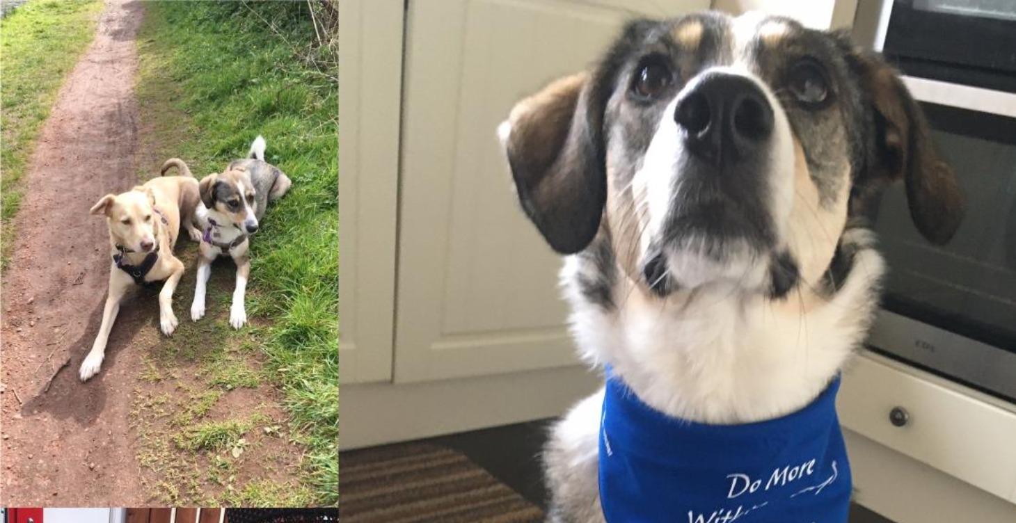 🐾 The Good Dog Online Course