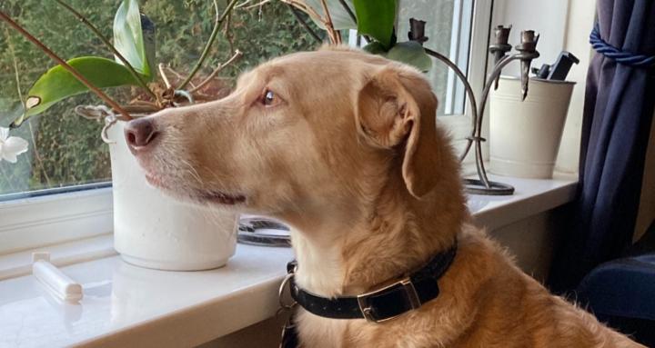 Bark-ology Dog Training Skool