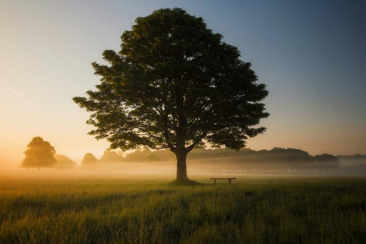Describe Your Grounding Tree 🌳