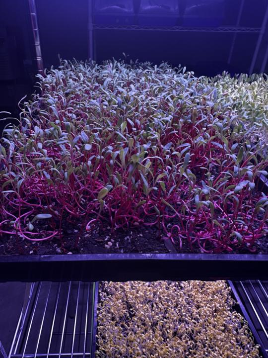 Beets - how long to grow?