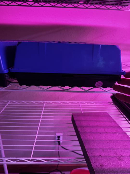 Microgreen tip of the day 