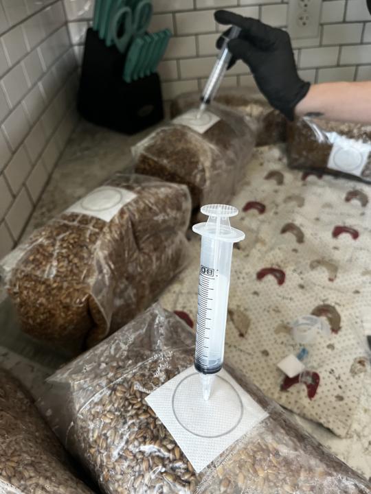 Inoculation Day!! 