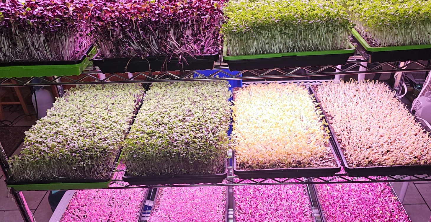 Resources for Getting Started with Microgreens