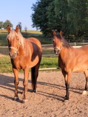 Romy Graupner-Stangl