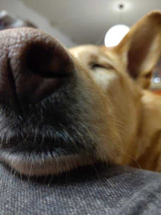 Maylis Thirifays