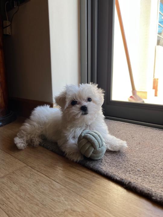 Κωνσταντίνα Π