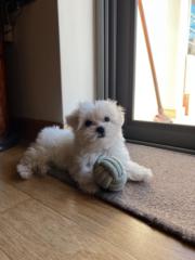 Κωνσταντίνα Π