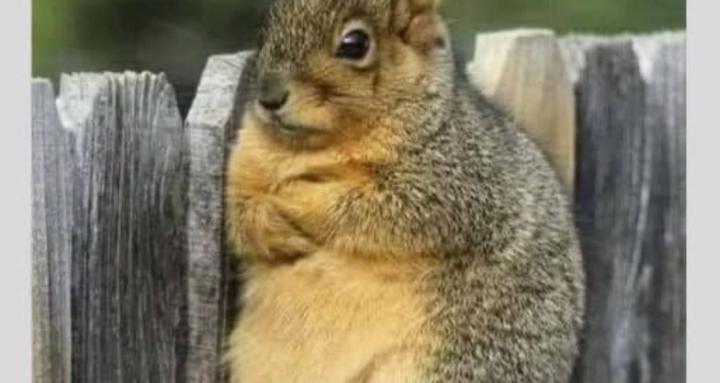 Jack of all Master of none