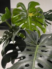 Montserrat Cervantes