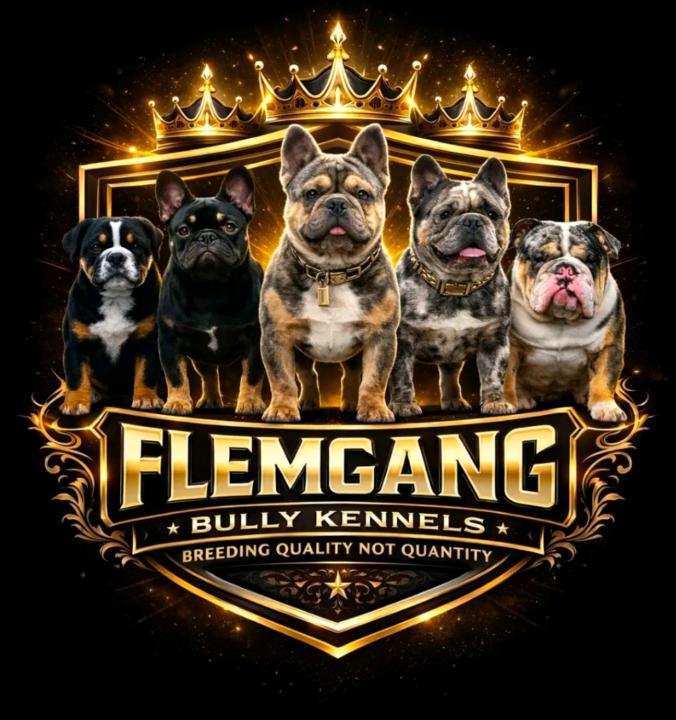 Flemgang Bully Kennel