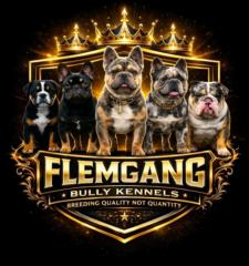 Flemgang Bully Kennel