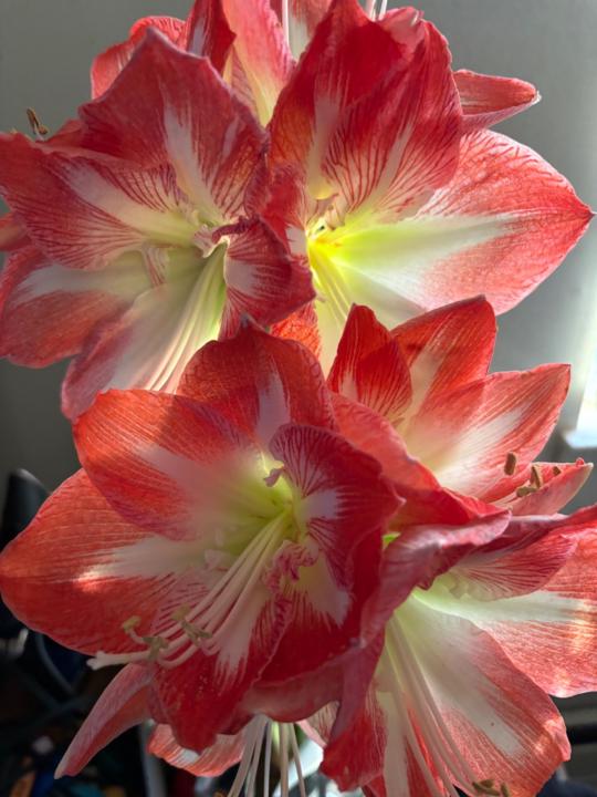 Melissa Holland Forde