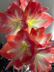 Melissa Holland Forde