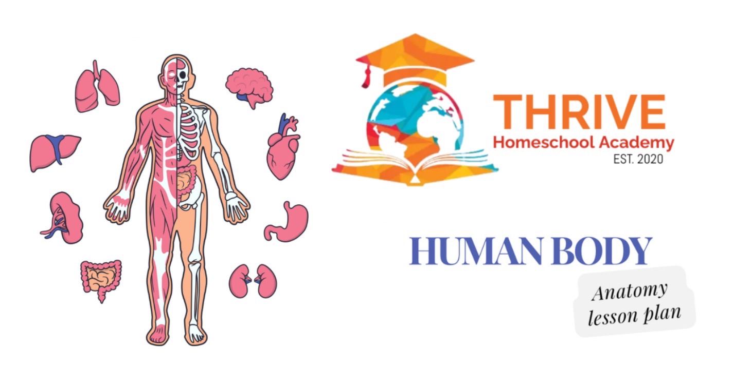 Lesson plans. Human anatomy