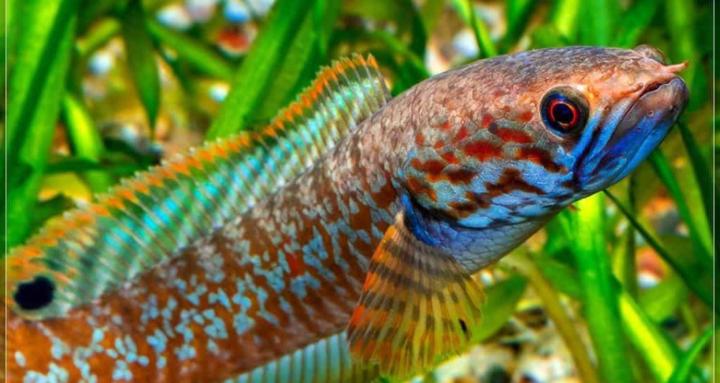 Fresh Water Fish Keepers