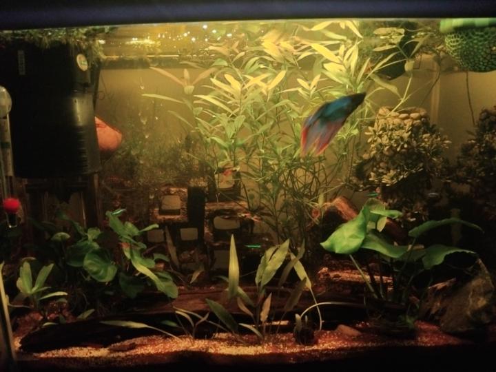 My super low maintenance 40l.