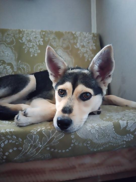 Теодора Тотева