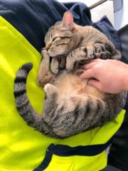 Daniela Russchii Russchii