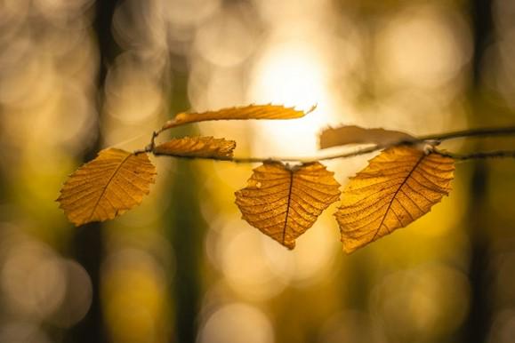 🦃 A Thanksgiving Day Reflection