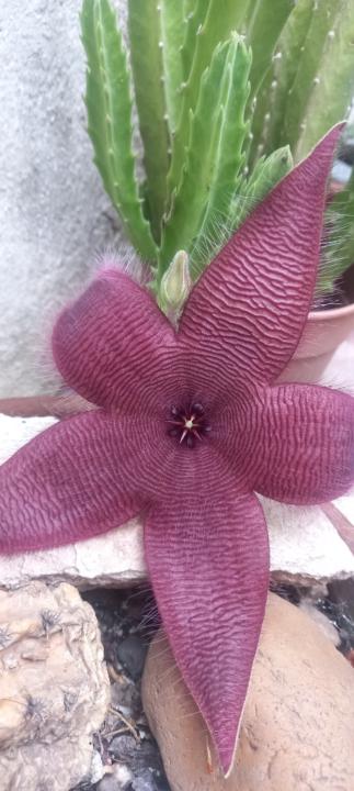Griselda Rosana