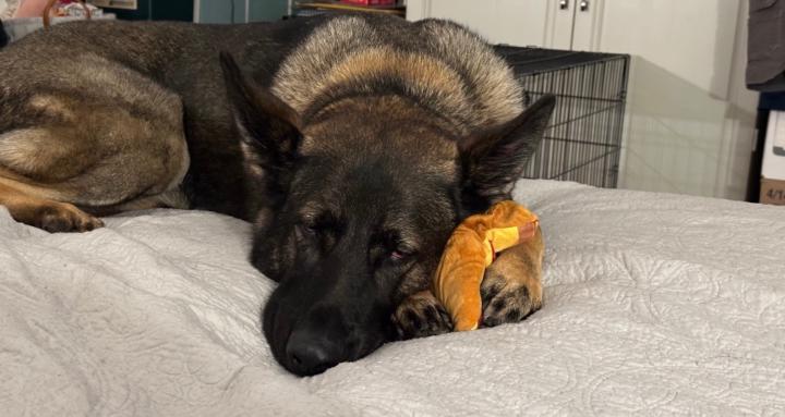 Handyman Assistance Tudor