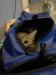 Chanamon Buakoedtham