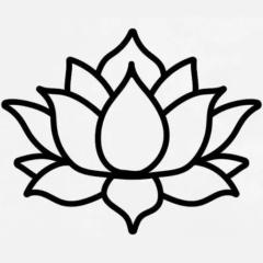Lotus Lily