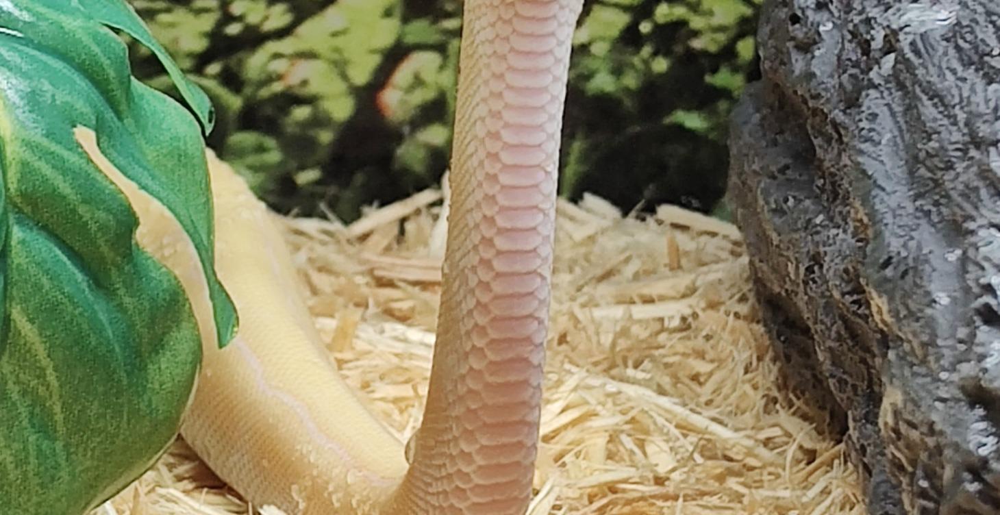 Ball Python!