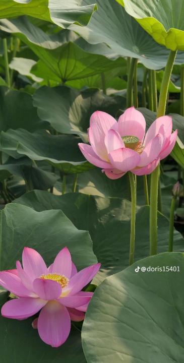Hạt Tiêu