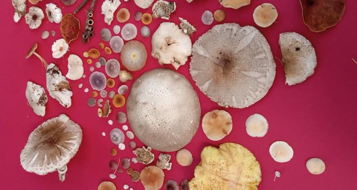 Art of Mushroom Spore Printing