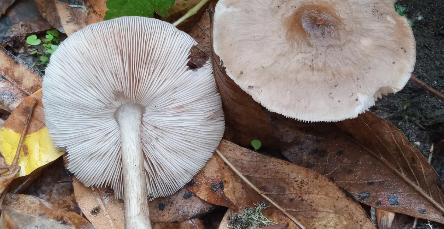 Your first spore print in 24 hours
