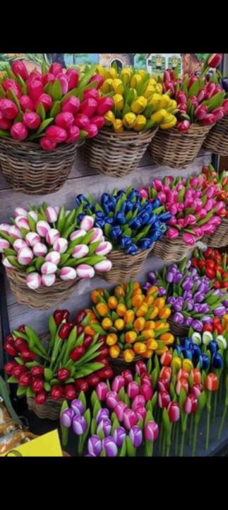 Carolina Muñoz Serrano