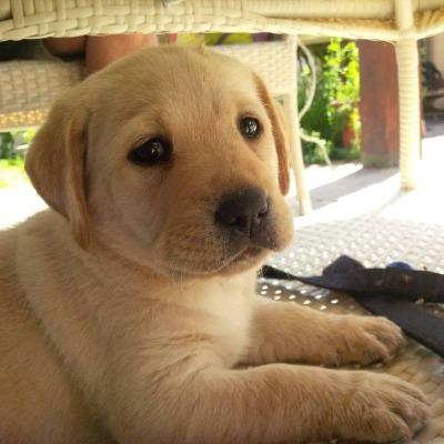 Vartan Karasseferian