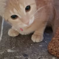 Ana Gabriela Andrade