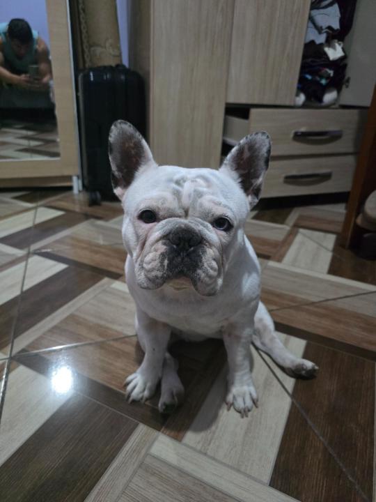 Jean Aliaga cajaleon