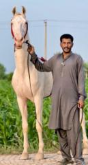 Bilal Ahmad