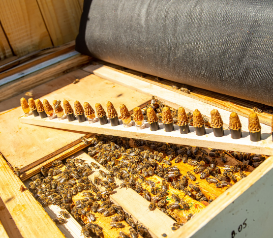 Queen rearing : A regular practice in Beekeeping. 